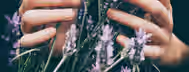 Nurturing Growth: Hands in Lavender Blossoms Hands gently holding lavender stalks, symbolizing an emerging leader nurturing growth and blossoming through self-improvement.