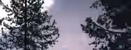 Rising Through the Twilight Pines A lone tree stands tall against a twilight sky, symbolizing the emerging leader's journey to self-improvement amidst challenges.