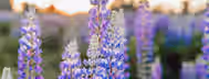 Blooming Potential at Dawn's Light Brilliantly colored lupine flowers blooming at sunrise, symbolizing the blossoming potential and growth of a new leader on their journey.