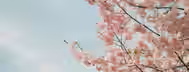 Blooming into Leadership: A Path to Self-Growth Cherry blossoms against a clear sky symbolize the potential and growth of an emerging leader blooming in their journey to self-improvement.