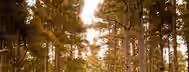 Pathway to Growth Through the Forest A sunlit path divides a dense, serene forest, symbolizing an emerging leader's journey towards enlightenment and growth.