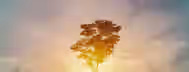 Rising Leadership: Growth Amidst Dawn A solitary tree bathes in a golden sunrise, symbolizing growth and the dawn of a new beginning for a budding leader.