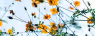 Blossoming Potential: Growth in Self-Leadership Vibrant flowers reach toward the sky, symbolizing an emerging leader’s journey of growth and the pursuit of self-improvement.