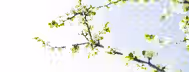 Blooming Branches: A Leader's Growth Branches adorned with blossoming flowers reach skyward, symbolizing an emerging leader's growth and journey toward self-improvement.