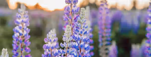 Blooming Potential at Dawn's Light Brilliantly colored lupine flowers blooming at sunrise, symbolizing the blossoming potential and growth of a new leader on their journey.
