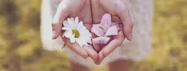 Nurturing Growth: The Blossoming Leader's Path Hands gently cradle a blooming daisy and pink petals, symbolizing growth and the blossoming journey of an emerging leader.