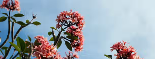 Blossoming Ambitions: A Leader's Growth Vibrant blossoms reaching towards the sky, a metaphor for growth and the flourishing journey of an emerging leader.
