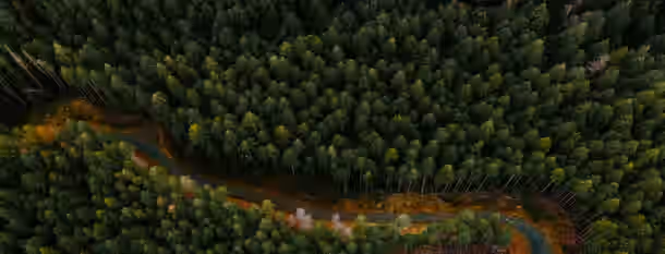 Trail Through the Forest of Self-Discovery A winding path through a dense forest, symbolizing the emerging leader's journey through growth and self-discovery.