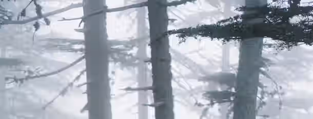 Navigating the Mist: Path to Leadership Silent trees stand tall in a foggy forest, symbolizing the emerging leader's journey through uncertainty toward clarity and growth.