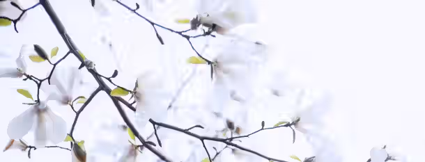 Blossoming Into Leadership Delicate white blossoms on branches, symbolizing the flourishing of potential and the continuous journey of self-growth for a leader.