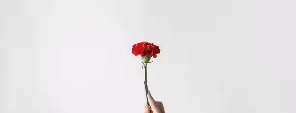 Blossoming into Leadership A single hand holds a blossoming red flower against a blank canvas, symbolizing growth and the blossoming of leadership potential.