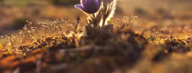 Budding Vision: Growth Amidst Challenges A lone flower emerging from the earth, symbolizing a leader’s journey through challenges to personal and professional growth under the sun's rays.
