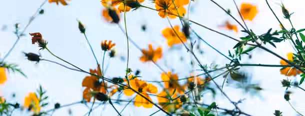 Blossoming Potential: Growth in Self-Leadership Vibrant flowers reach toward the sky, symbolizing an emerging leader’s journey of growth and the pursuit of self-improvement.