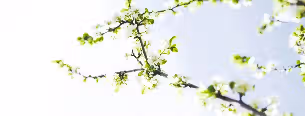Blooming Branches: A Leader's Growth Branches adorned with blossoming flowers reach skyward, symbolizing an emerging leader's growth and journey toward self-improvement.
